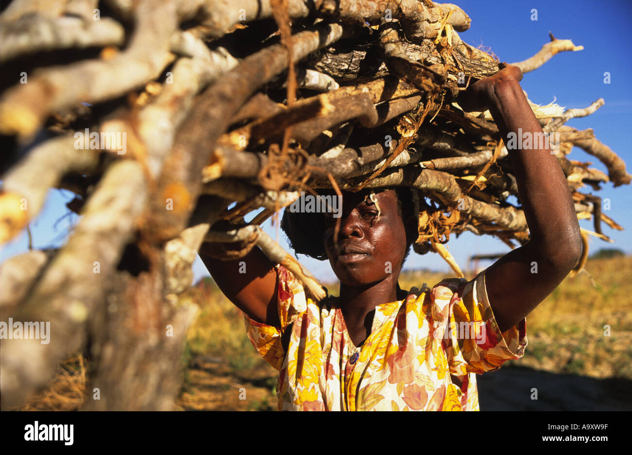 Woman carrying firewood near Bindura Zimbabwe Africa Stock Photo