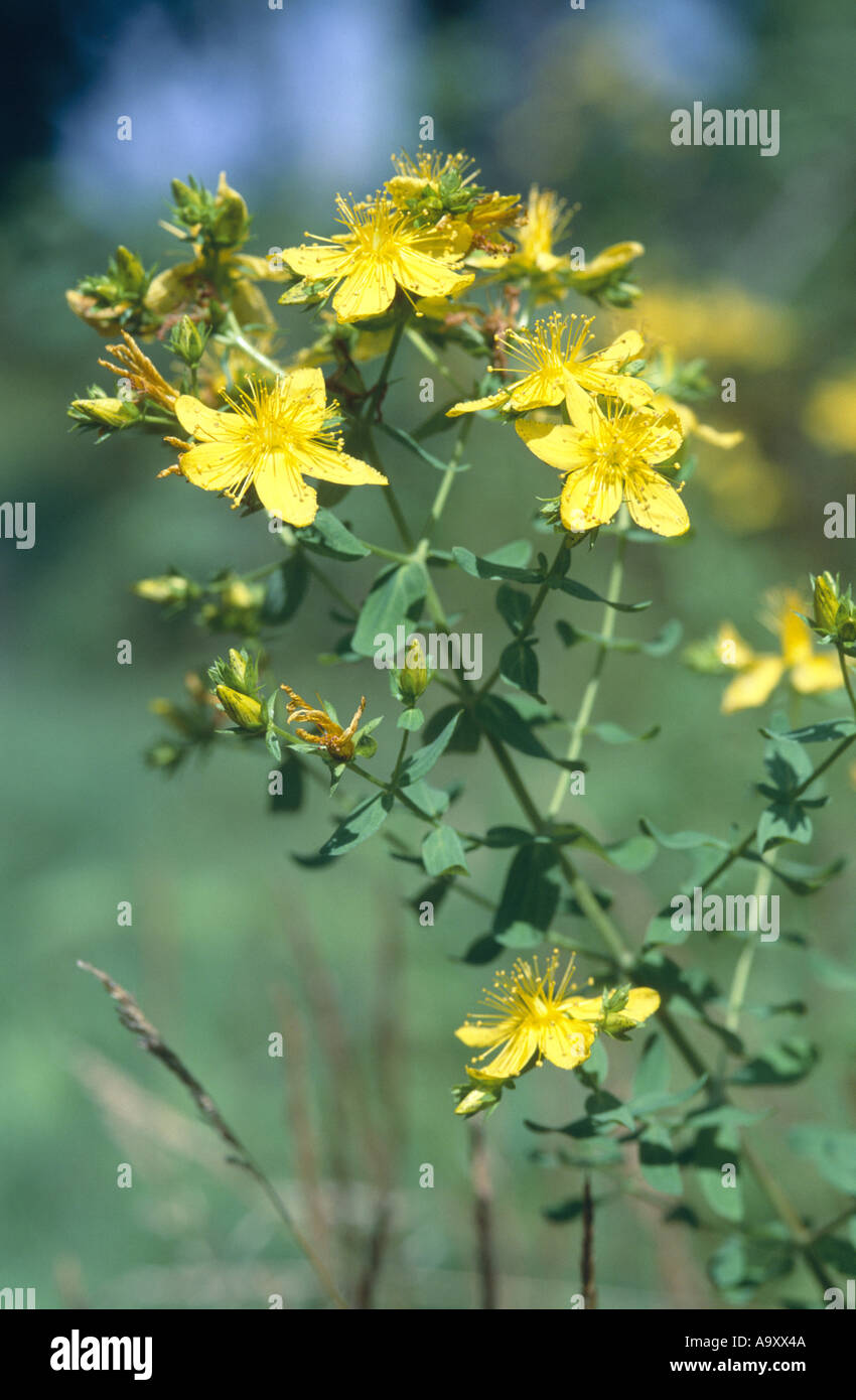 common St John'swort, perforate St John'swort, klamath weed, St. John