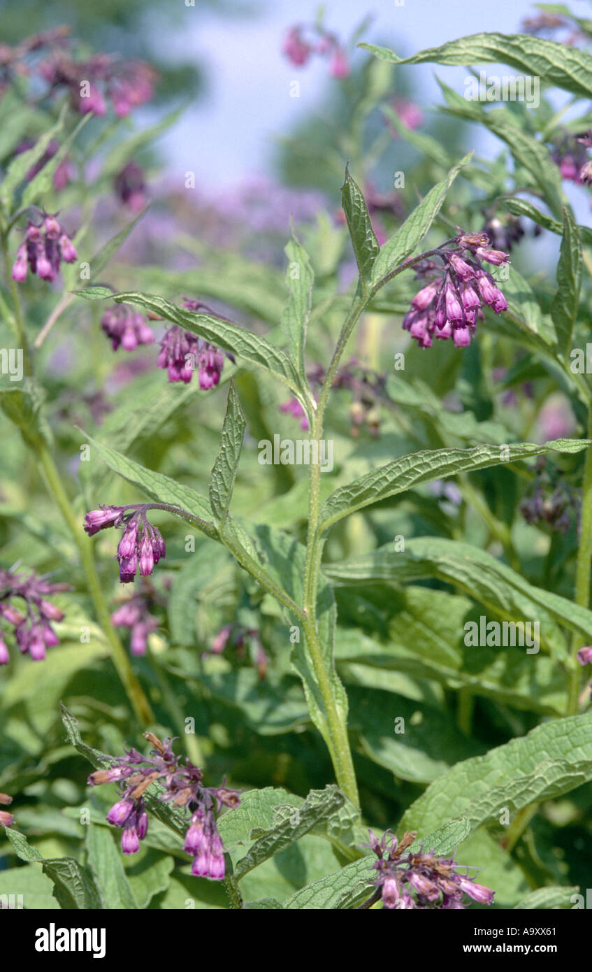 common comfrey (Symphytum officinale), blooming Stock Photo - Alamy