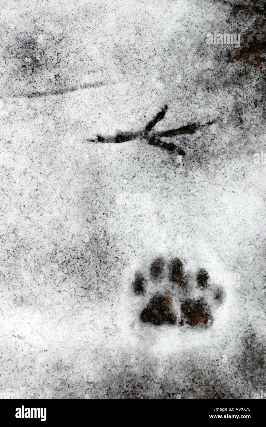 bird and cat footprint in snow, Germany, BadenWuerttemberg, BadenBaden, Feb 05 Stock Photo Alamy
