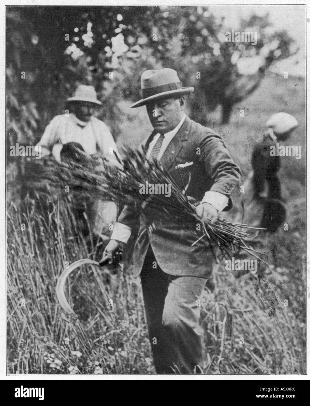 Mussolini Harvesting 33 Stock Photo