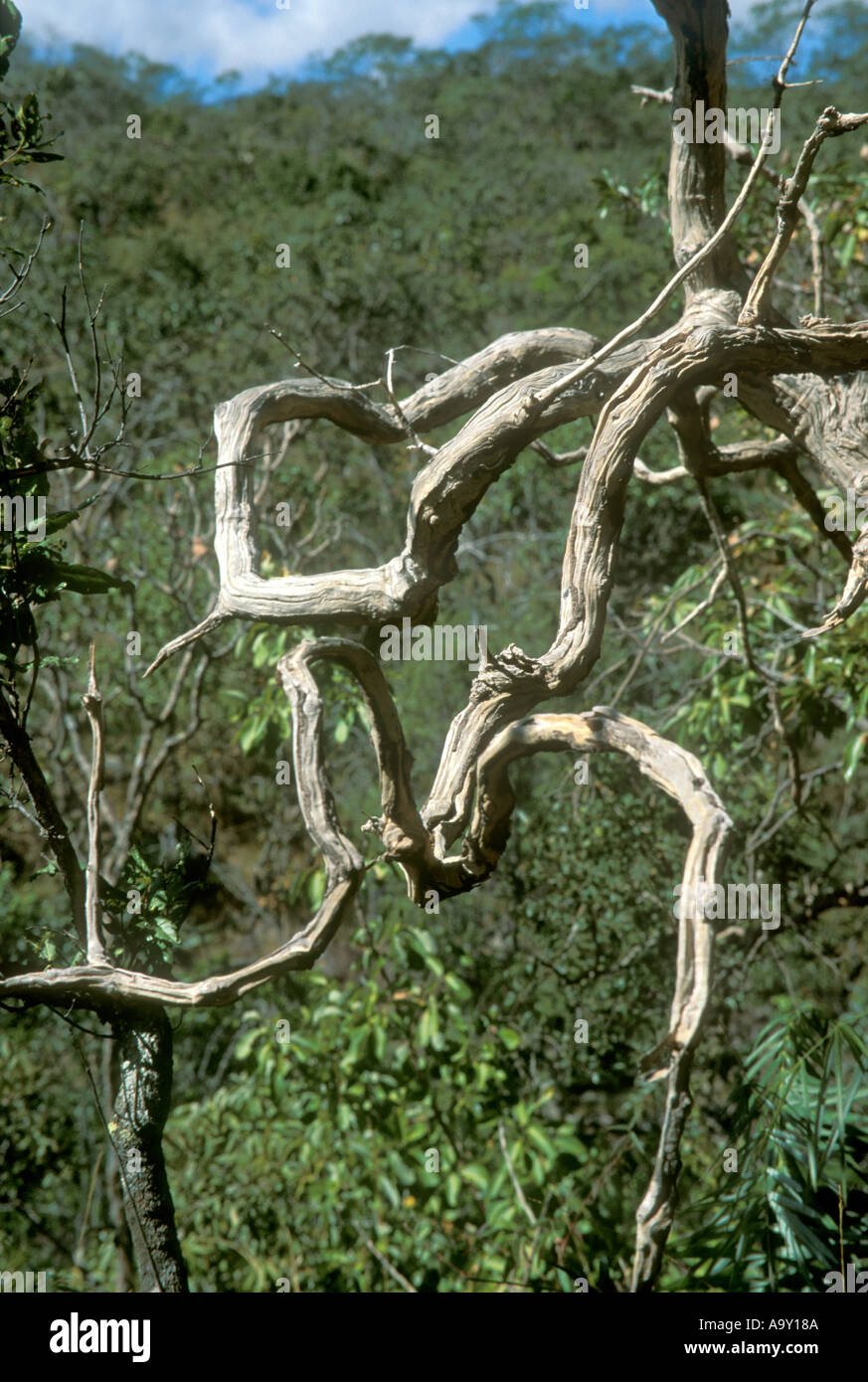 Dead tree in wooded savanna called cerrado in Chapada dos Veadeiros Goias Brazil Stock Photo