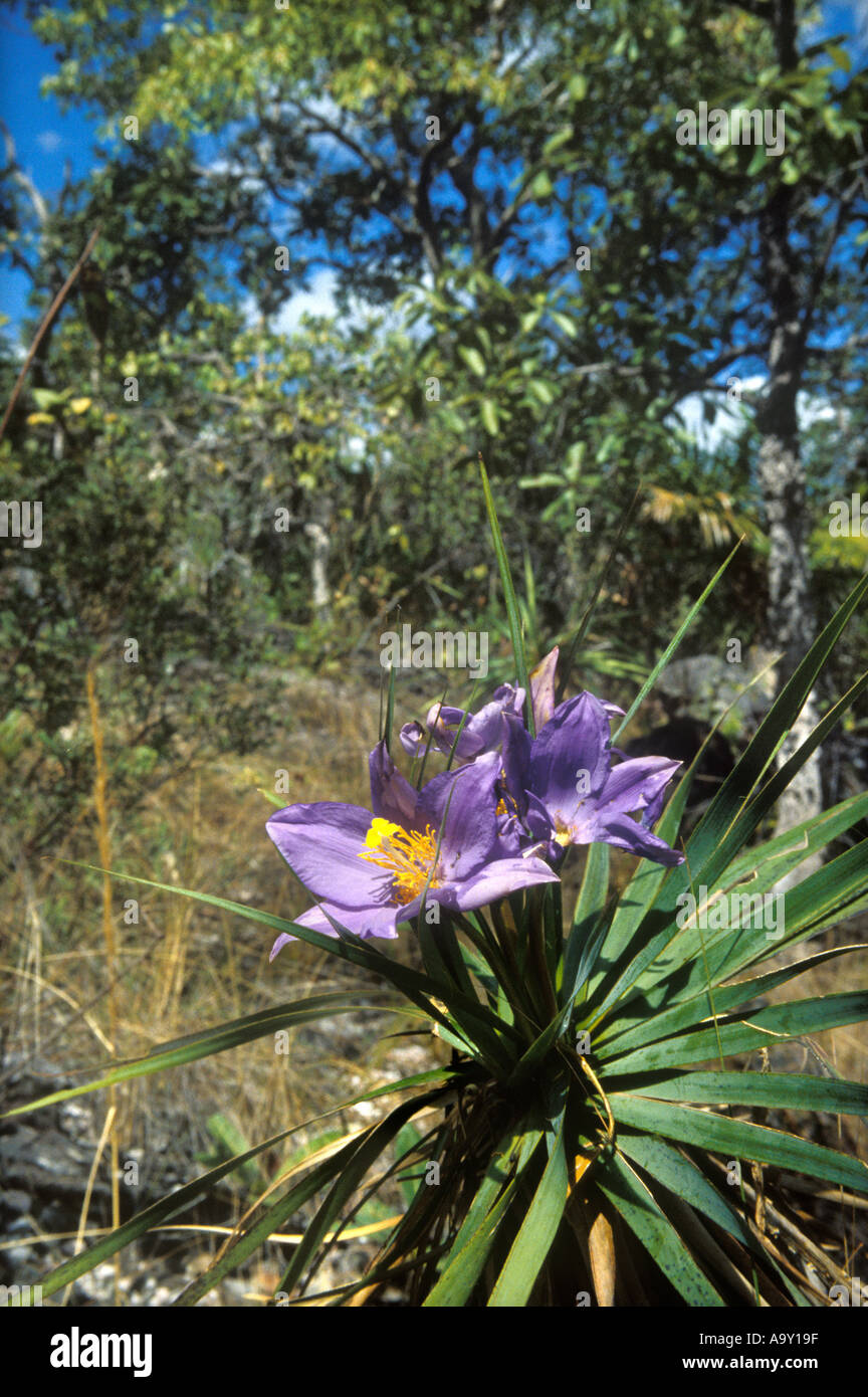 Flowering plant Vellozia variabilis in wooded savanna called cerrado in Chapada dos Veadeiros Goias Brazil. The cerrado is a biodiversity hotspot. Stock Photo