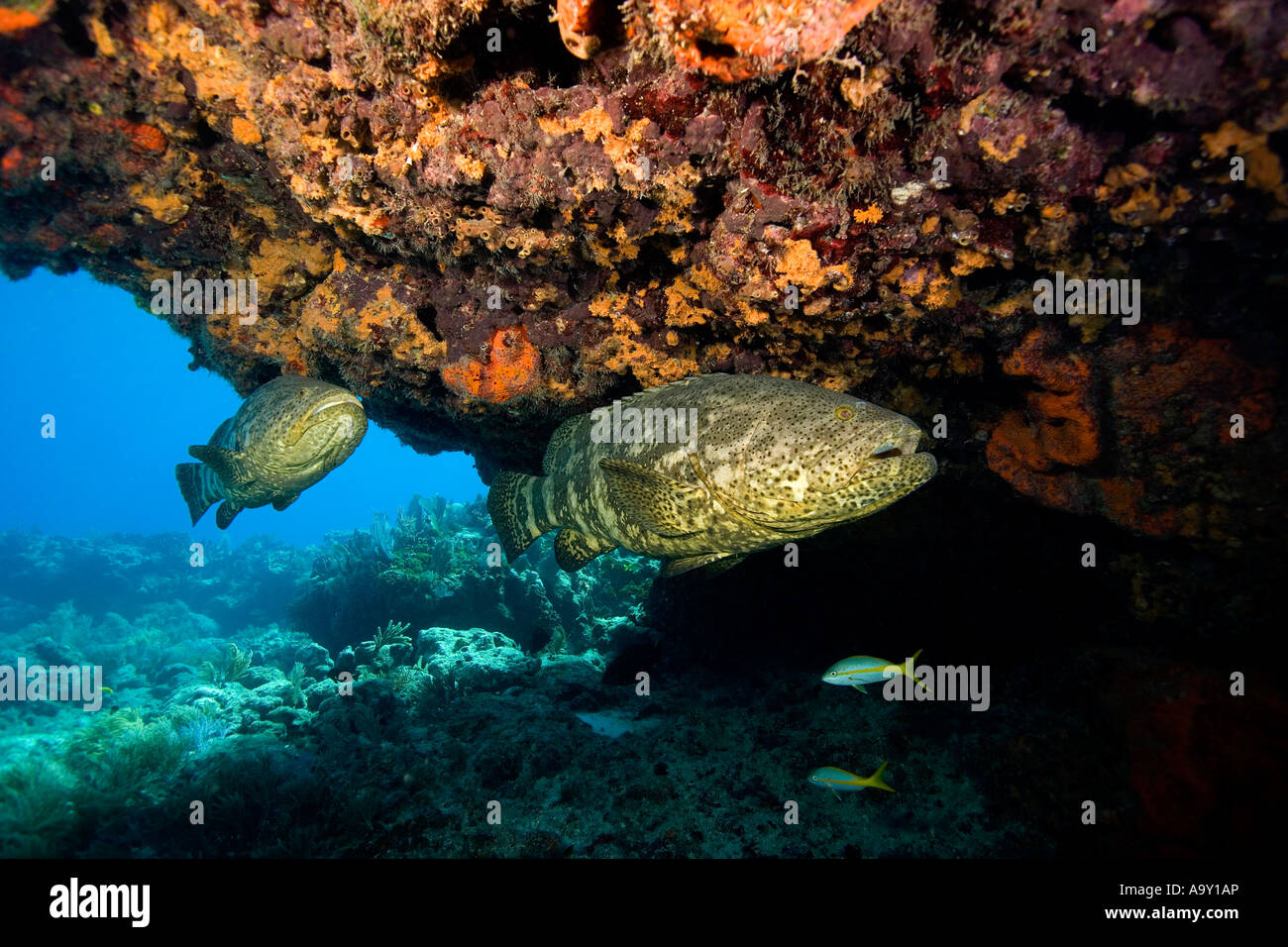 This is a pair of Goliath grouper members of the Sea bass family the