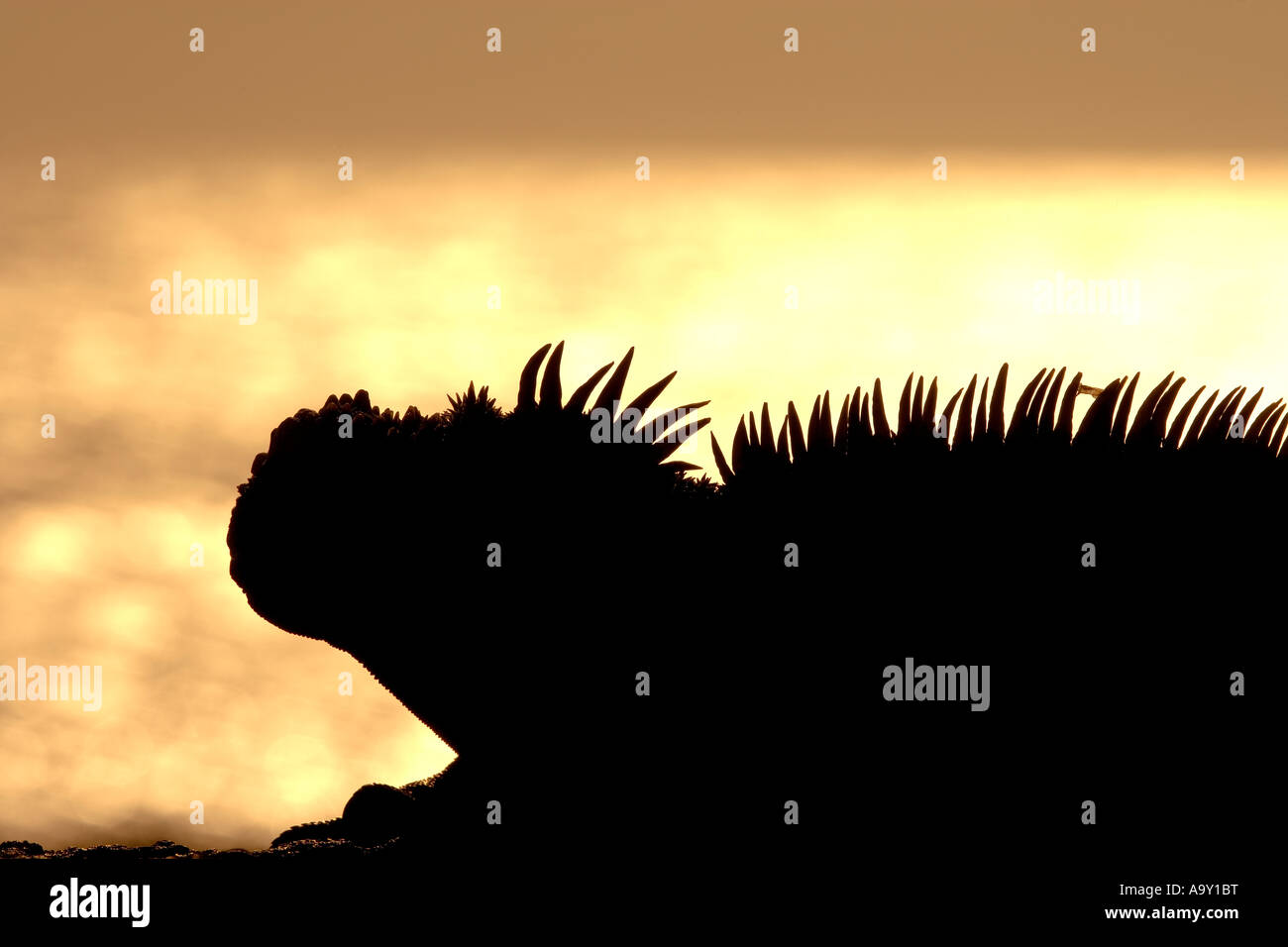Stark silhouette of a native Marine Iguana Amblyrhynchus cristatus Galapagos Islands Stock Photo