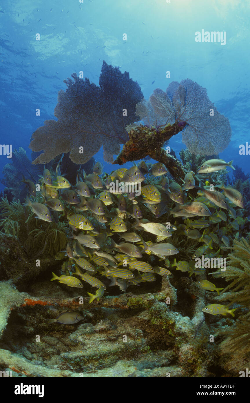 A large fish school on the remains of the Civil War wreck Key Largo Florida Stock Photo