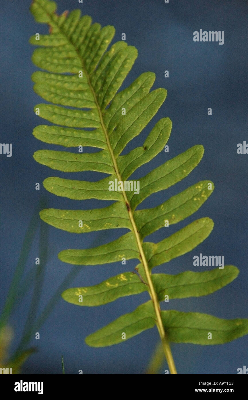Watery vegetation hi-res stock photography and images - Alamy