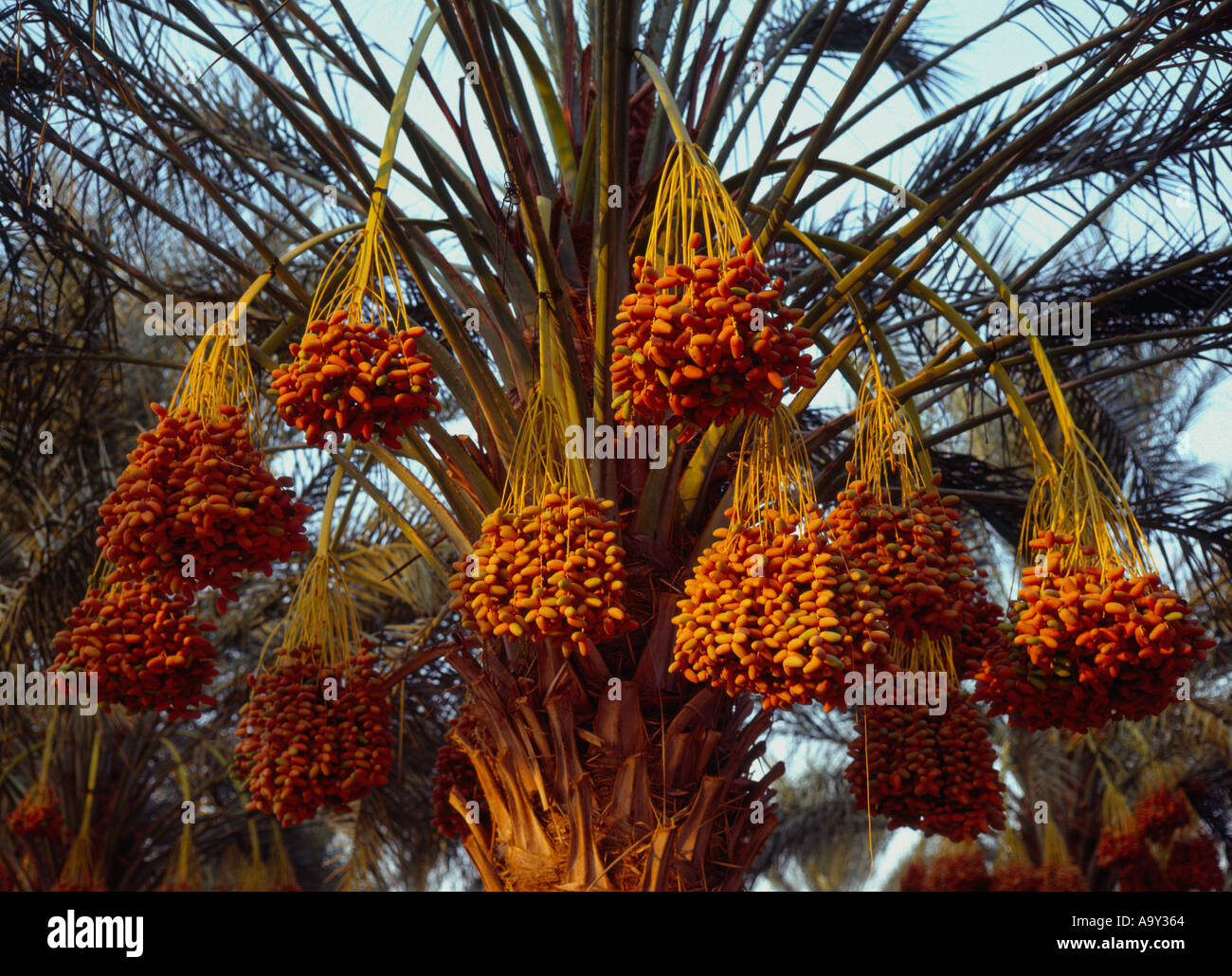 Israel Dead Sea area kibutz Almog bunches of ripe dates still on their palm tree Stock Photo