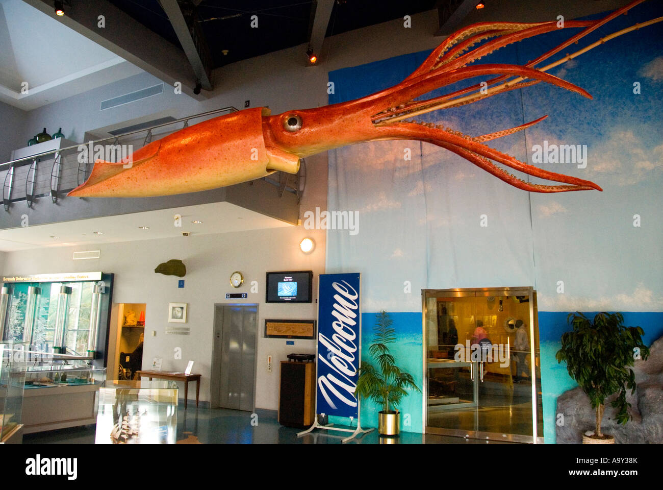 Bermuda Hamilton Bermuda Underwater Exploration Institute giant squid in lobby Stock Photo