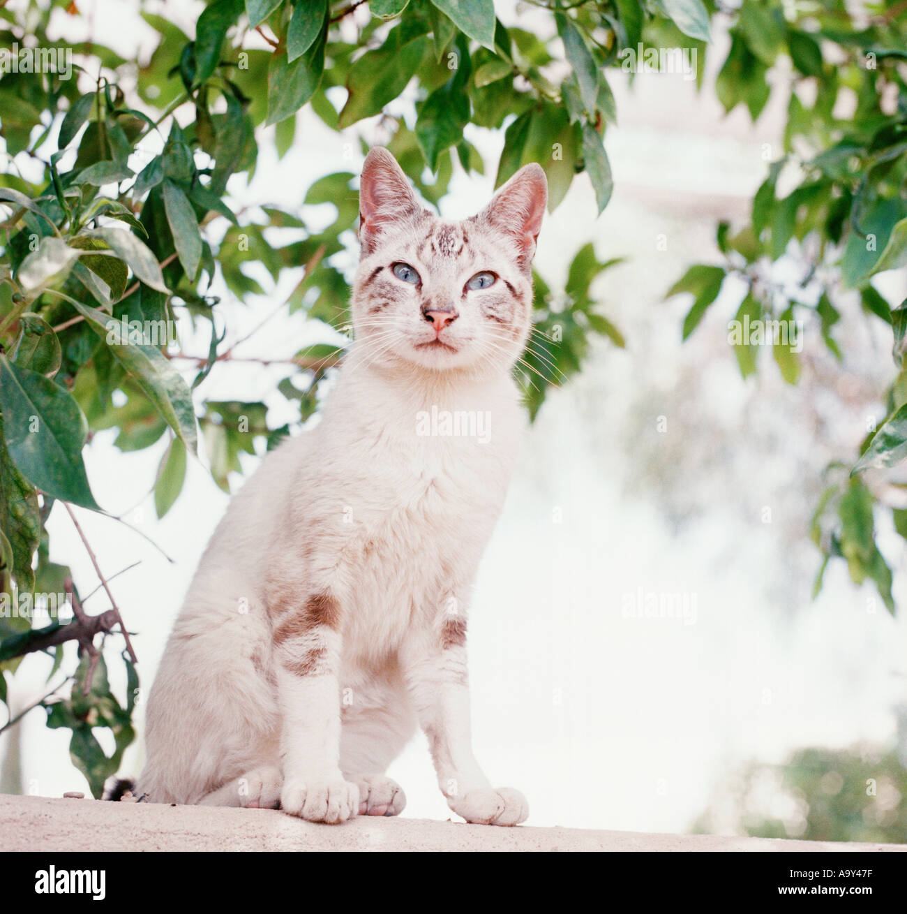 white tabby cat sat by trees Stock Photo Alamy