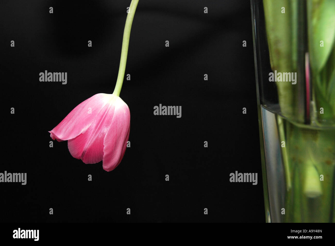Wilting pink tulip on a black background Stock Photo Alamy