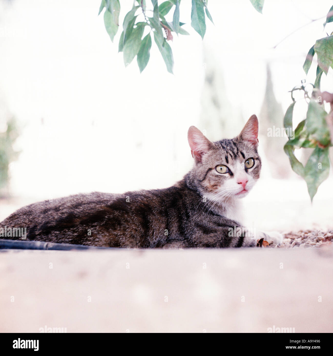 tabby cat lying in sun under tree Stock Photo