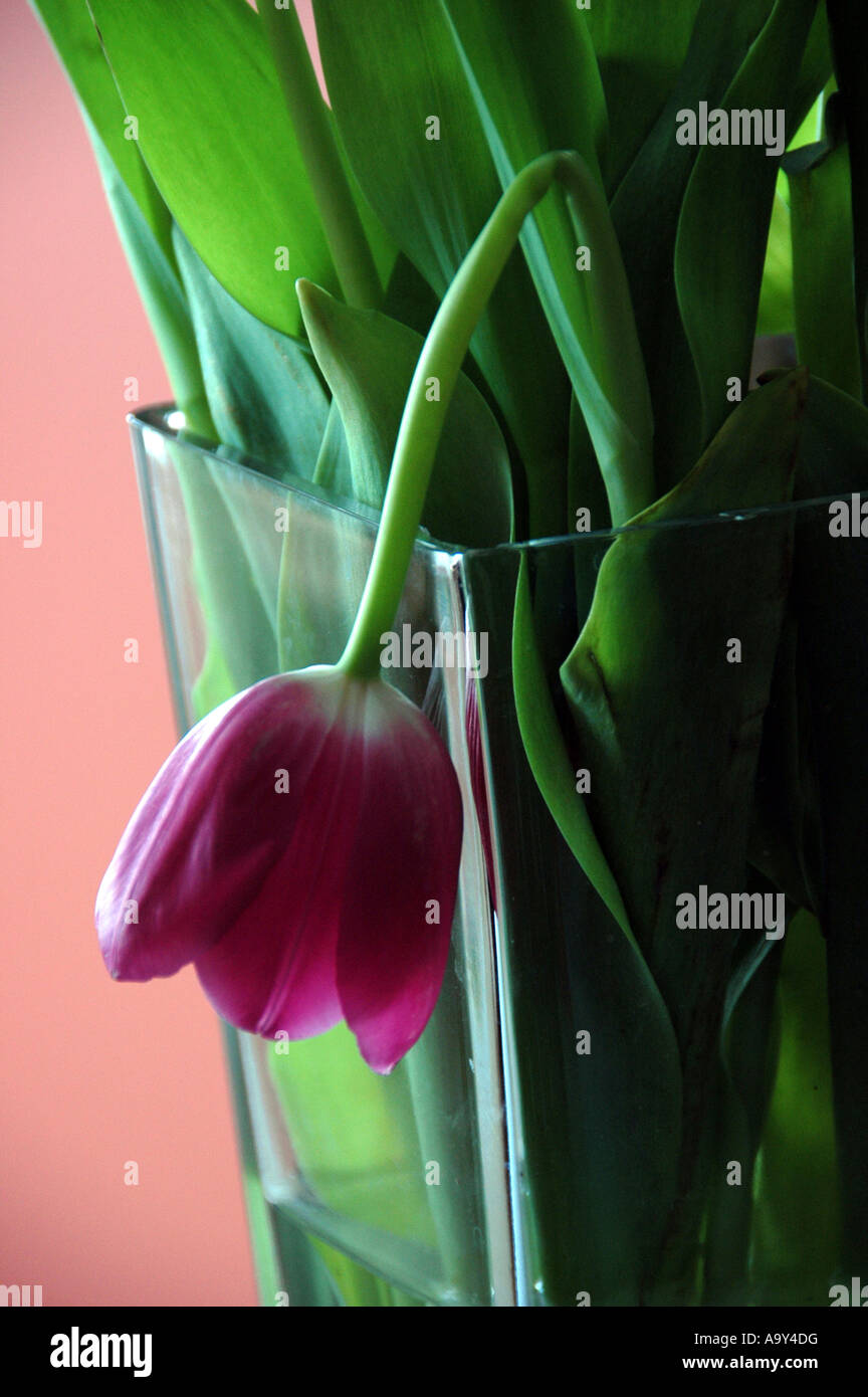 Wilting tulip in vase Stock Photo Alamy