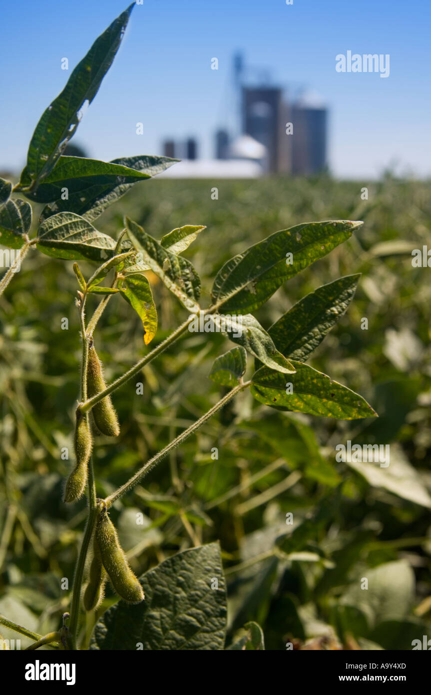 Soybean elevator hi-res stock photography and images - Alamy