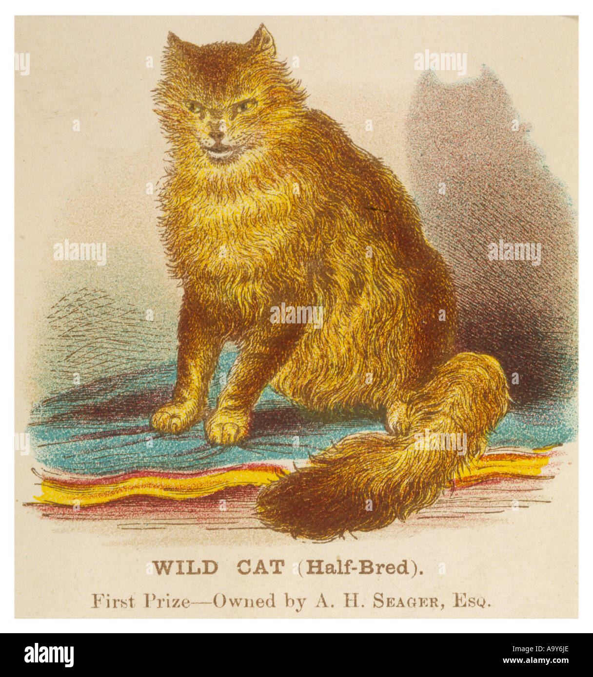 Wild Cat Half Breed Stock Photo
