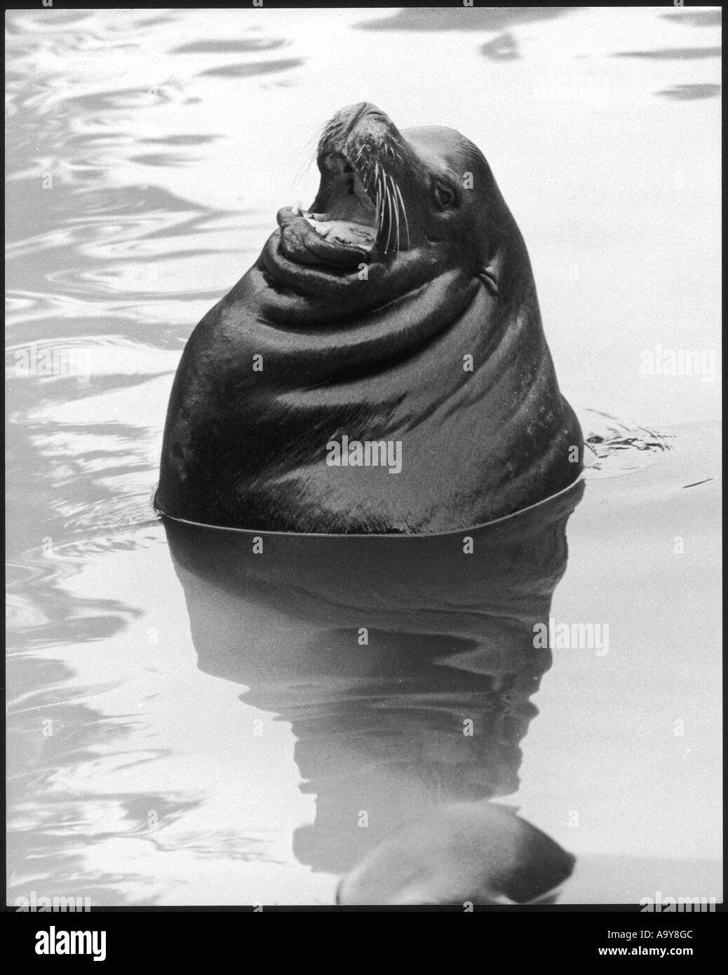 Squealing Seal Stock Photo