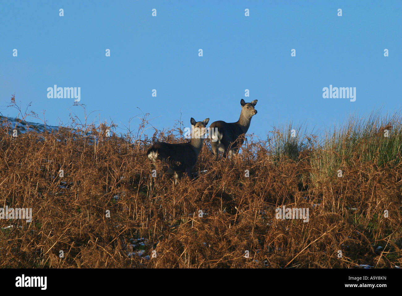 two deer in bracken on the crest of a hill looking alarmed disturbed in wonderment ready to bolt Stock Photo