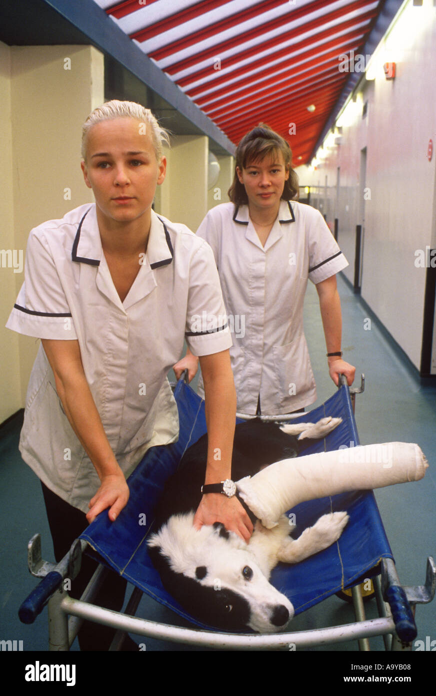 Dog with Broken Leg Glasgow Vet school Scotland SB Stock Photo Alamy