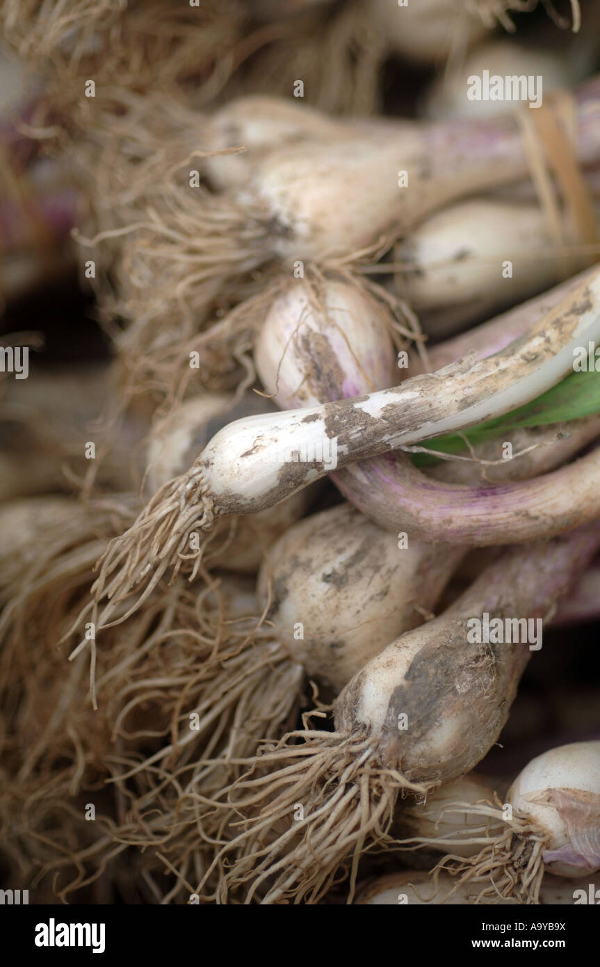 Green garlic at the Union Square Greenmarket Stock Photo
