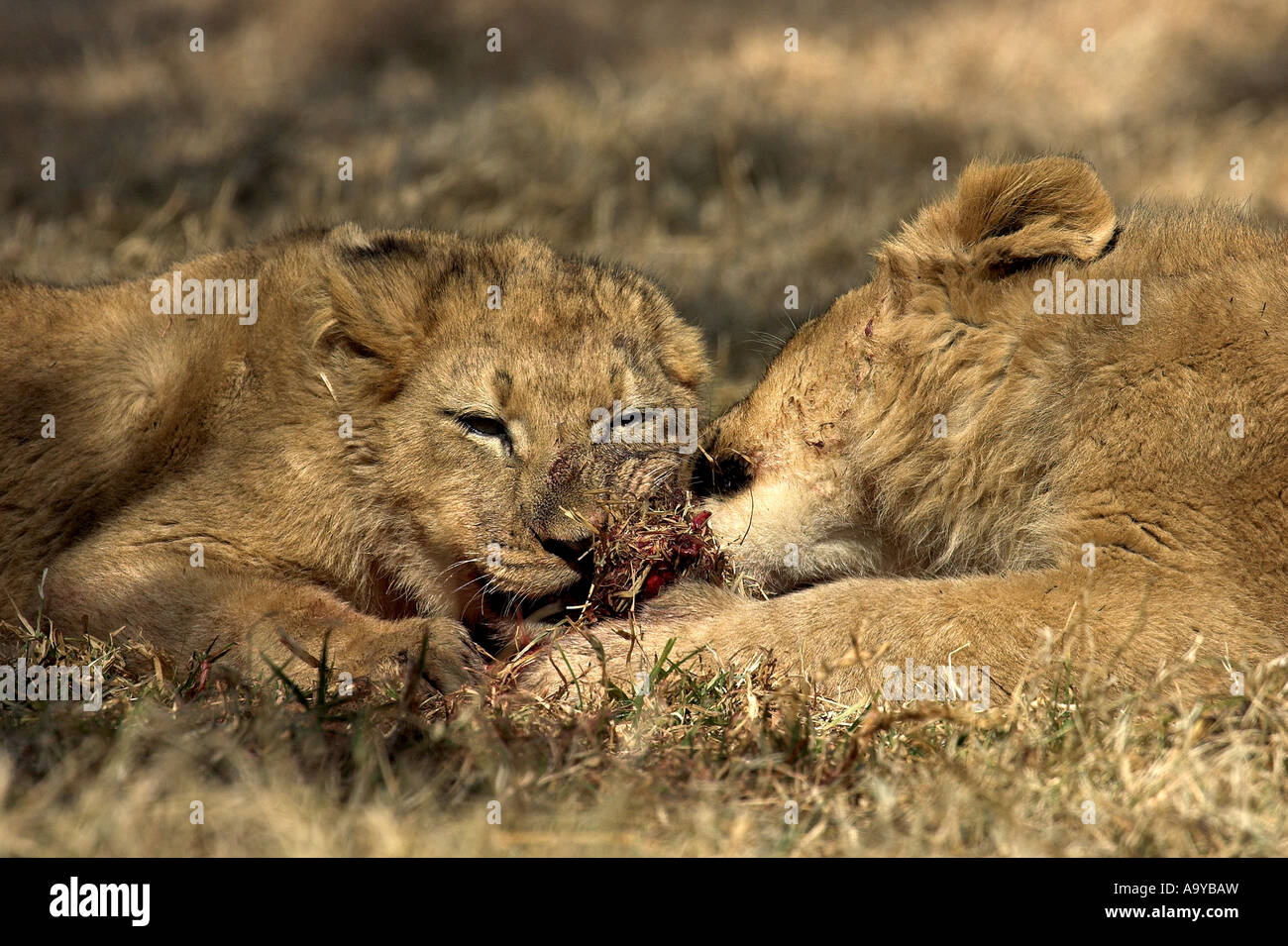 Lion cubs sharing a scrap of food - South Africa Stock Photo