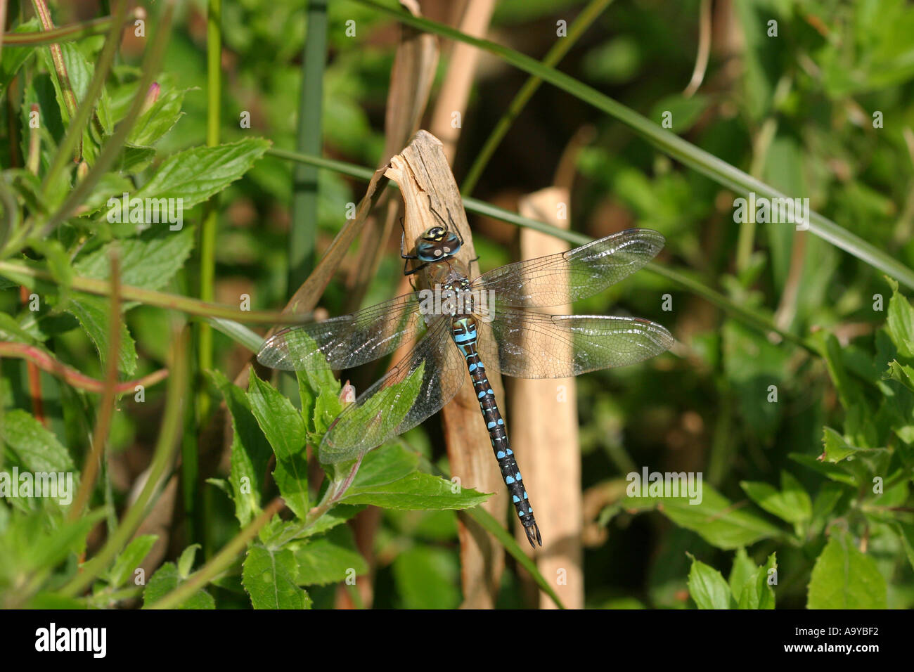 Dragonfly Common Hawker Aeschna juncea Stock Photo