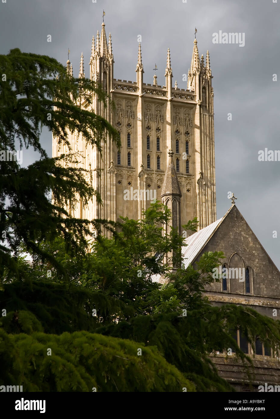 Cathedral seen through trees Wells England UK Stock Photo - Alamy