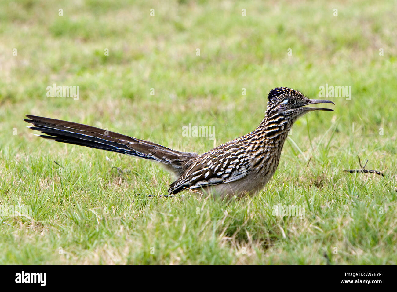 Greater roadrunner Stock Photo