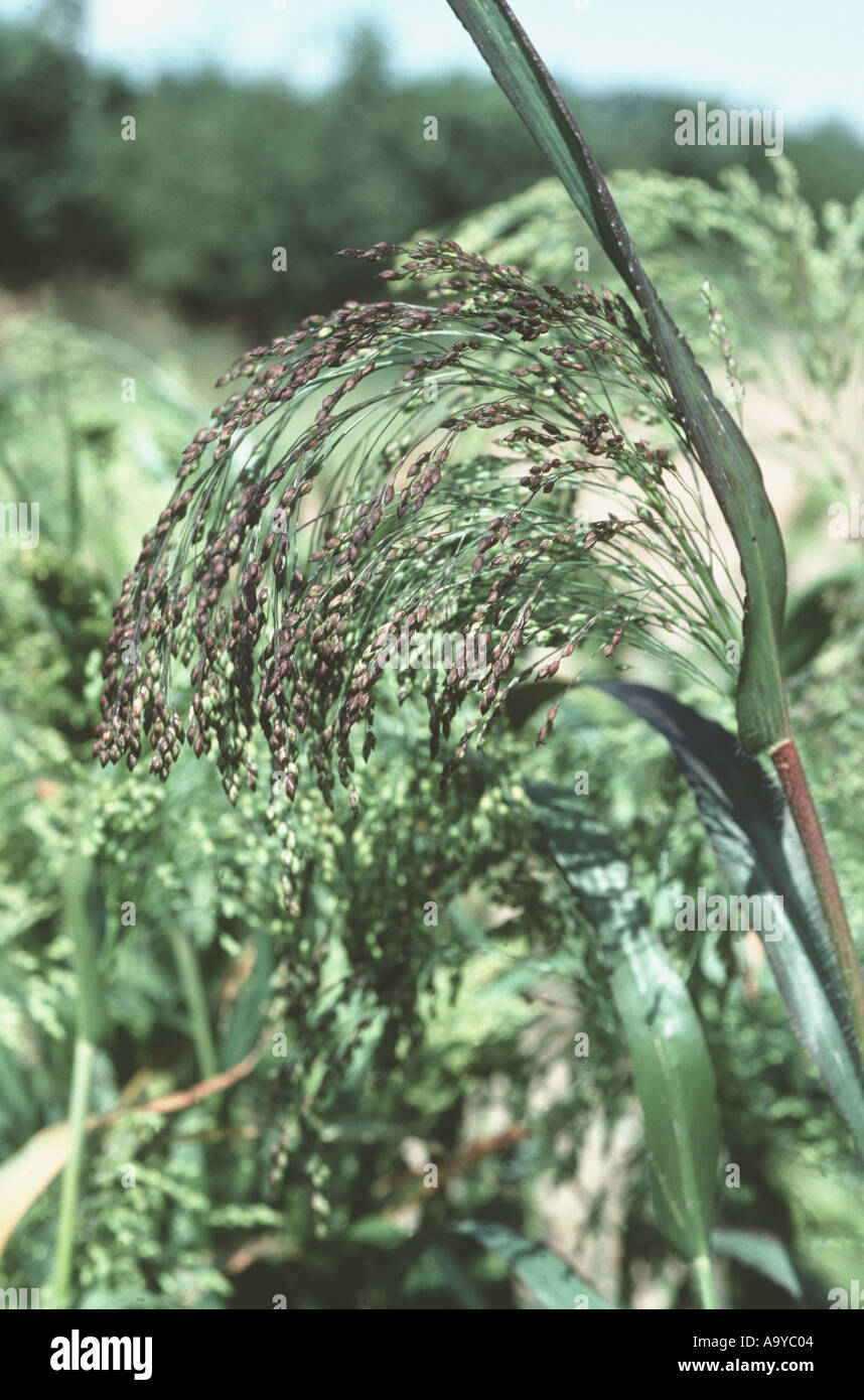 Common millet Panicum miliaceum ear of game crop Stock Photo