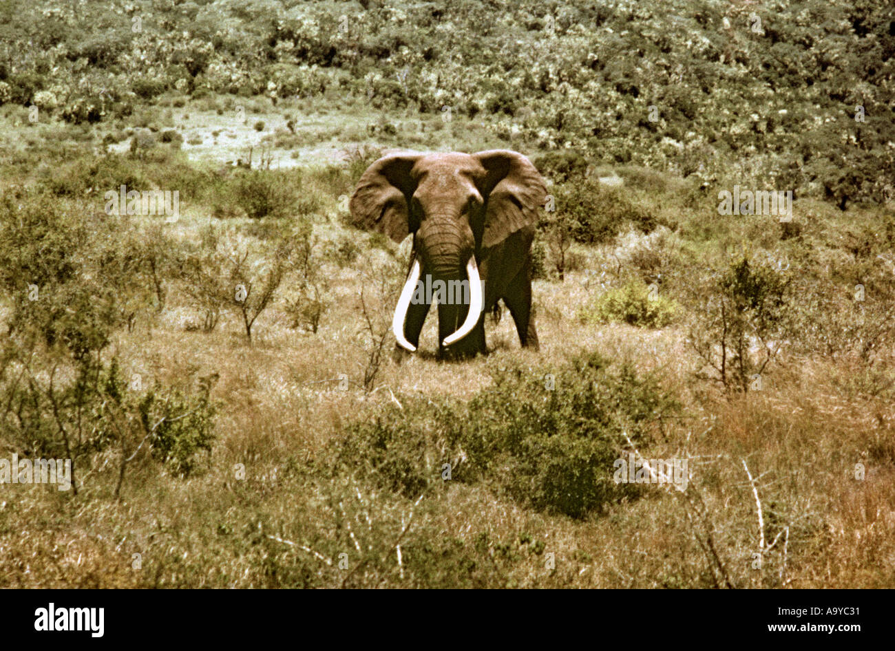 Ahmed the Elephant: The King of Marsabit — Google Arts & Culture