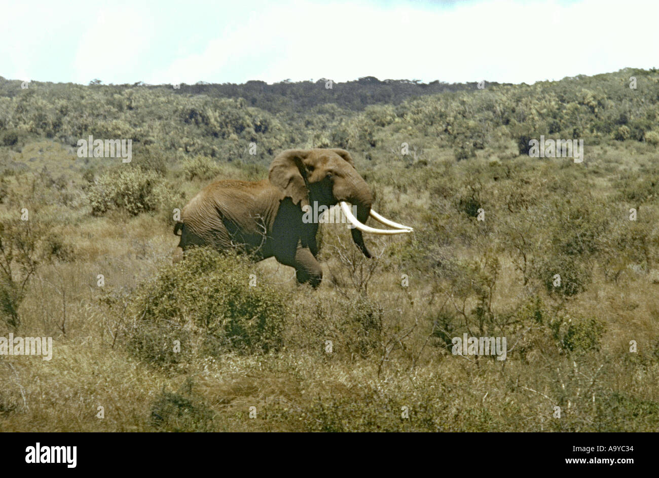 AHMED 02 Monarch of Marsabit Kenya 1963 Kenya 1963 Stock Photo Alamy