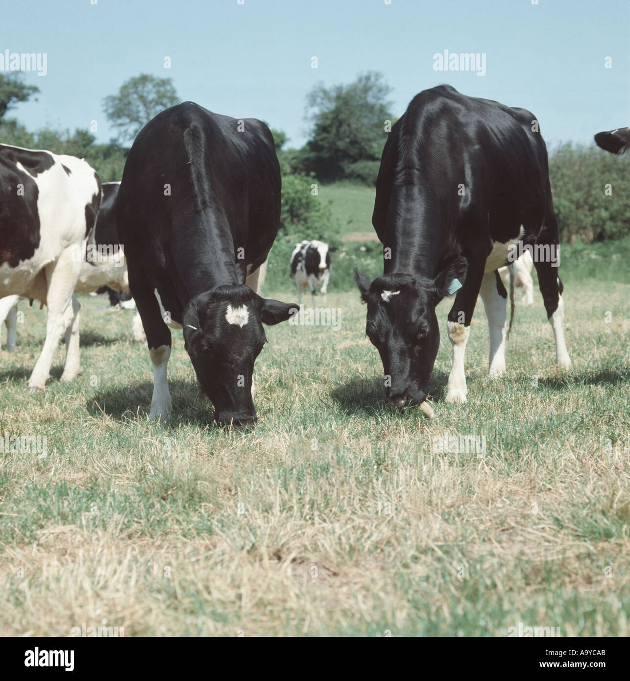 two dark coloured dry Holstein x Friesian dairy cows grazing on fairly ...