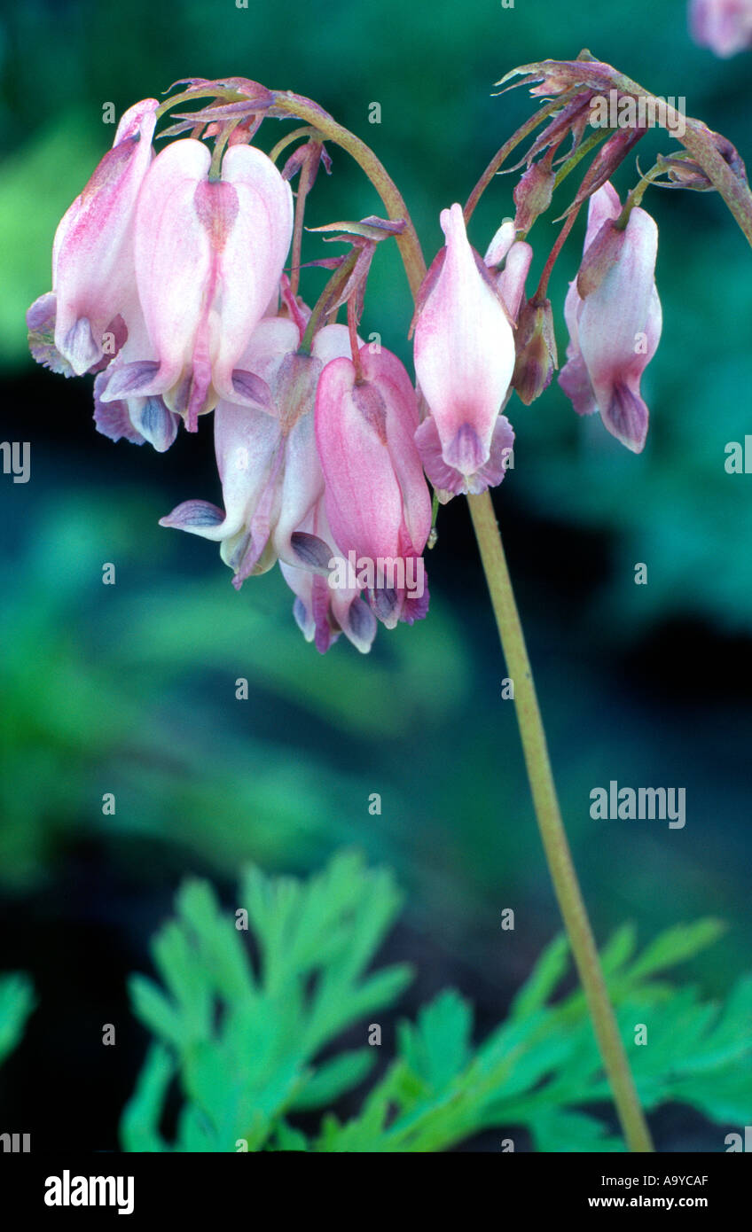 Dicentra langtrees hires stock photography and images Alamy