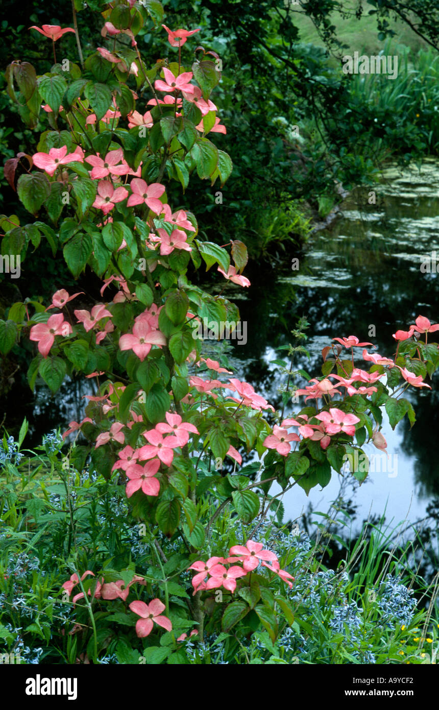 Cornus kousa 'Satomi'  dogwood pink flowers plants garden dogwoods Stock Photo