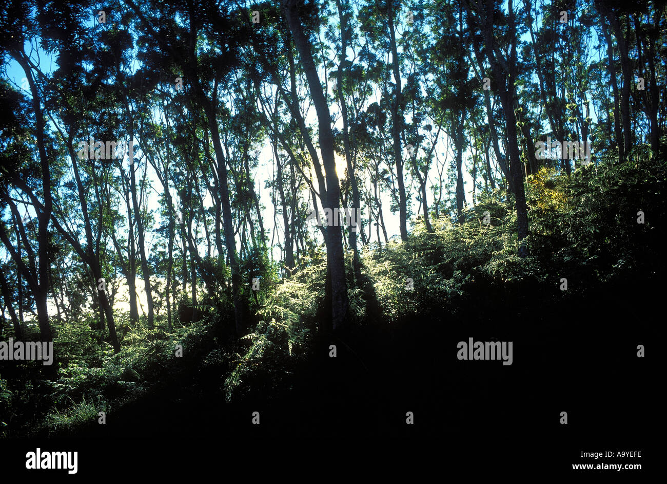 Reunion island trees sunlight hi-res stock photography and images - Alamy