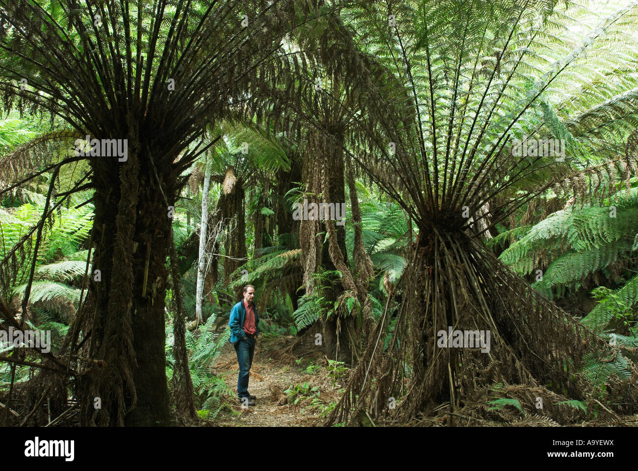 Fern trees in the Evercreech Forest Reserve, Northern Tasmania