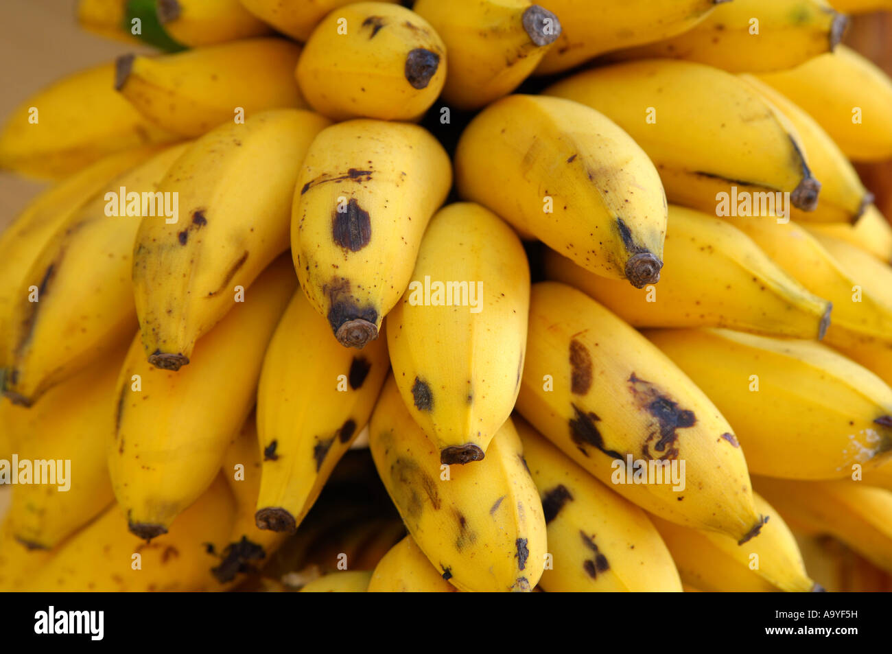 Ripe banana fingers Stock Photo Alamy