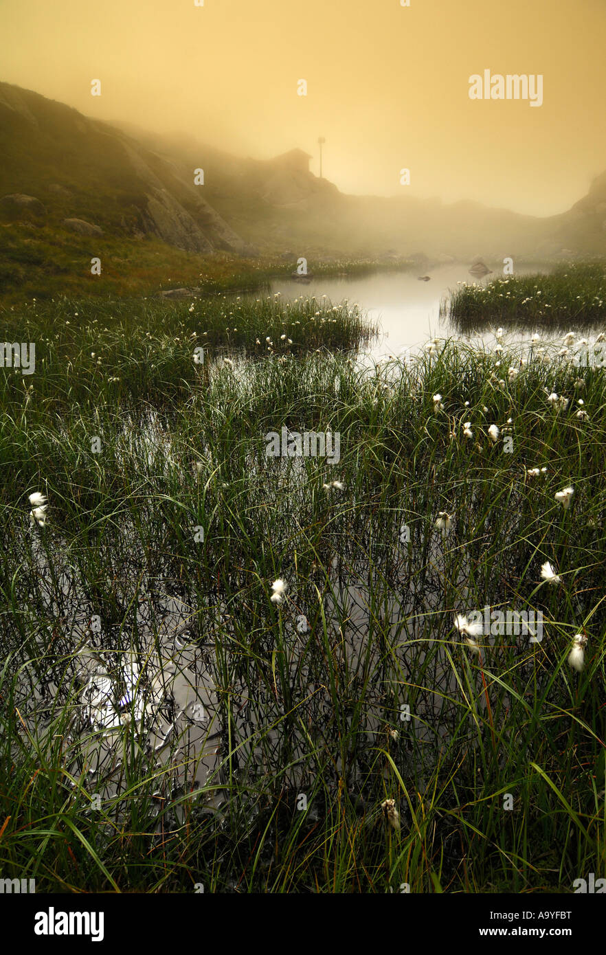 Swamp landscape, cotton grass in mist, at Lysevegen, Forsand, Rogaland, Norway Stock Photo