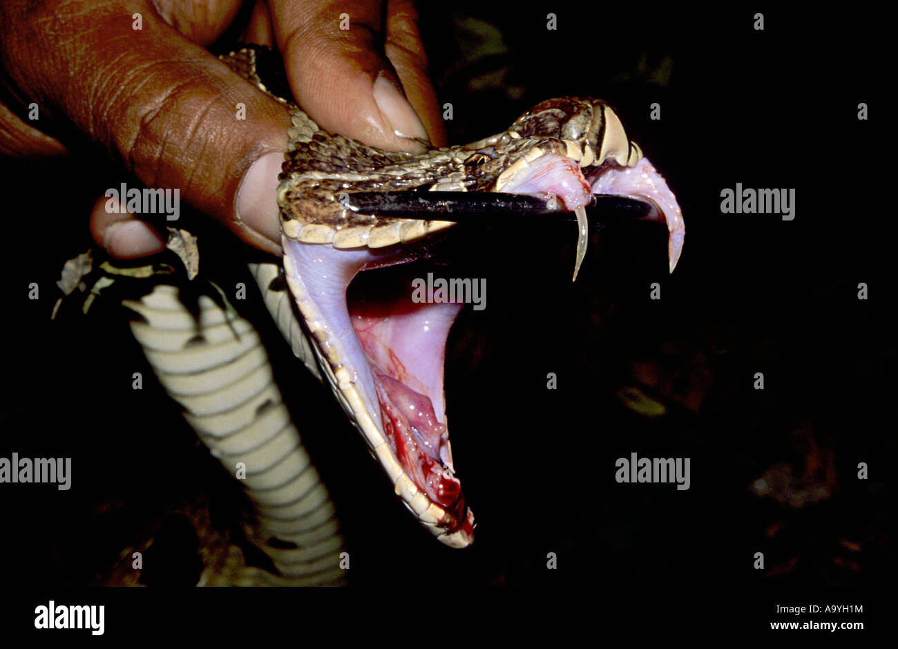 RUSSEL'S VIPER Daboia russelii Venomous, Common Fangs Stock Photo Alamy