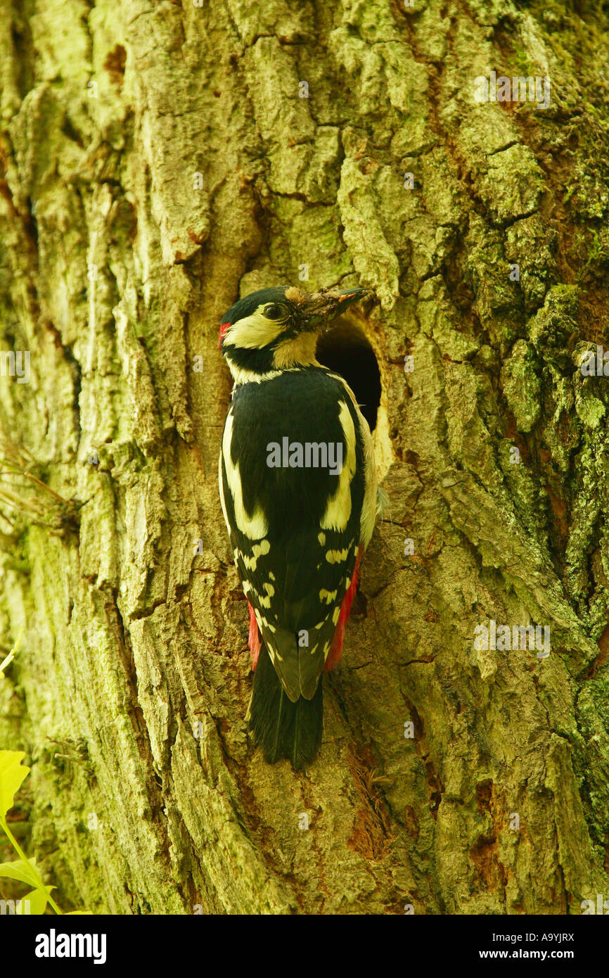 Great spotted woodpecker (Dendrocopos major) at a breeding hole Stock Photo