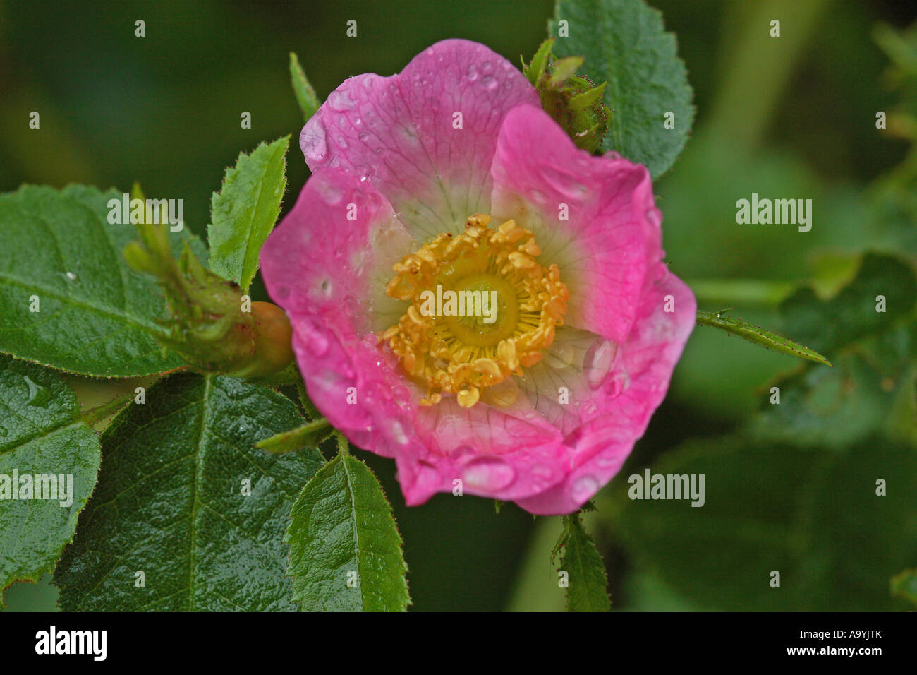 Wild Rose (Rosa Carina) Stock Photo