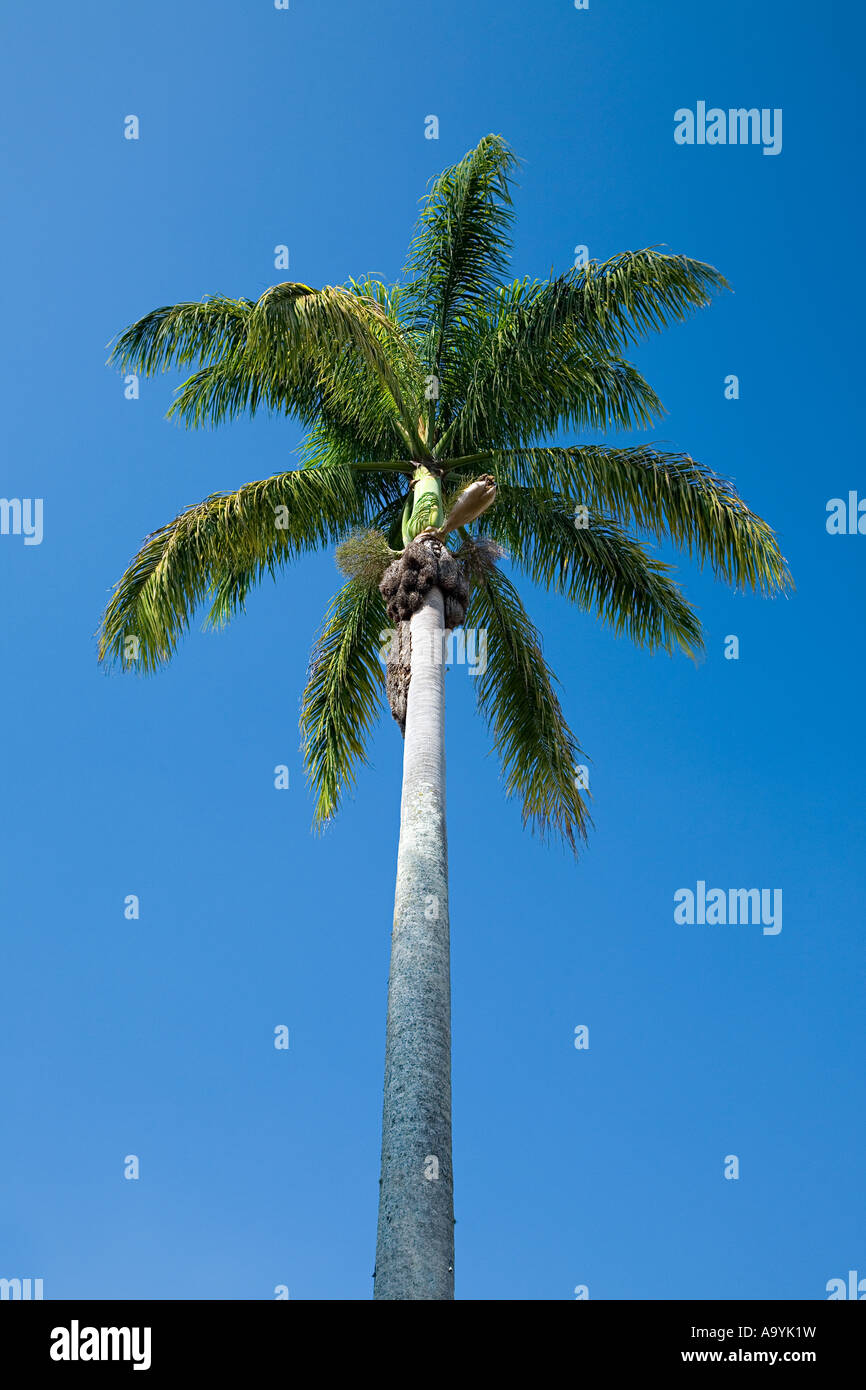 Coconut palm tree Stock Photo