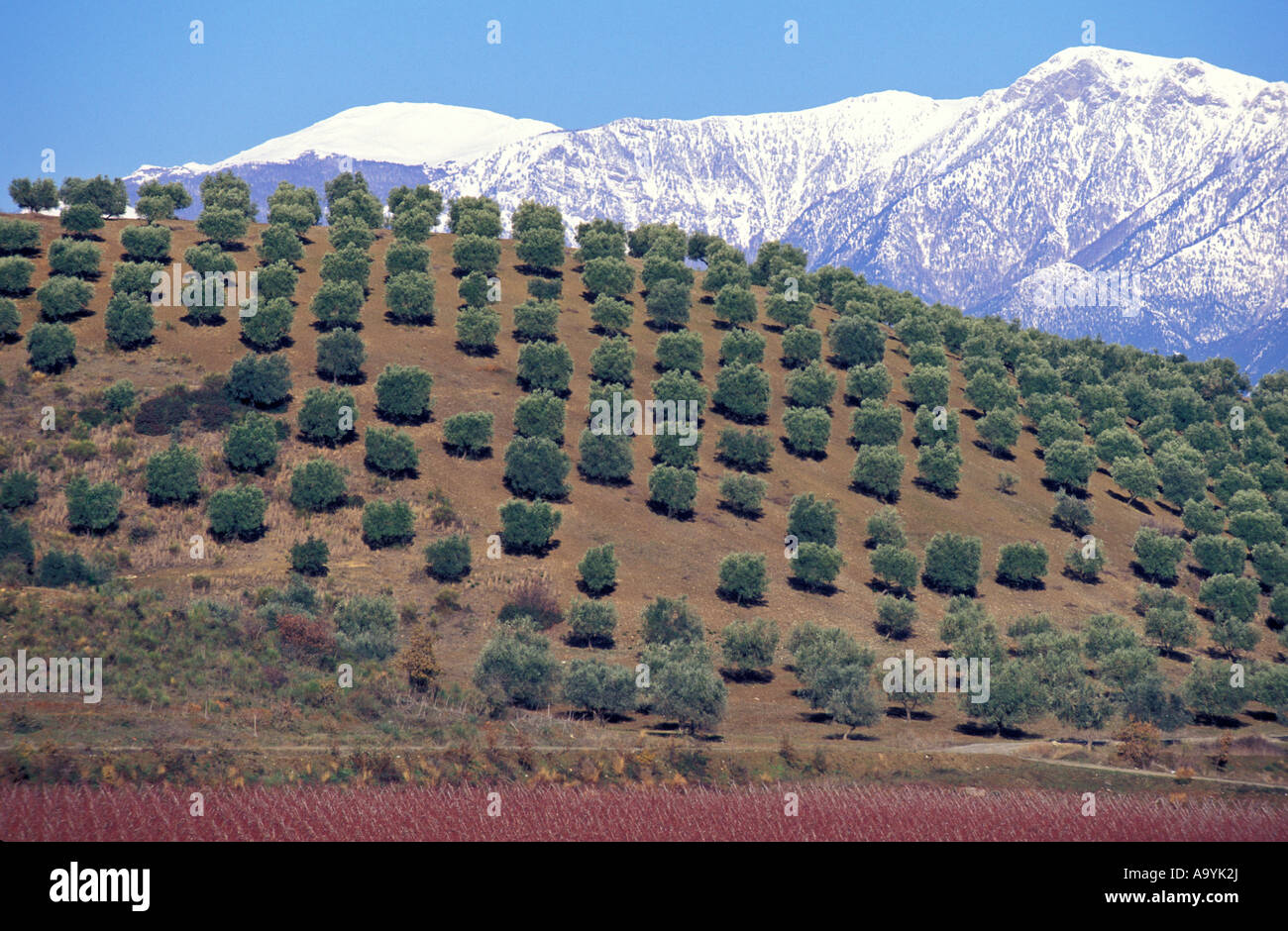 Olive grove calabria italy hi-res stock photography and images - Alamy
