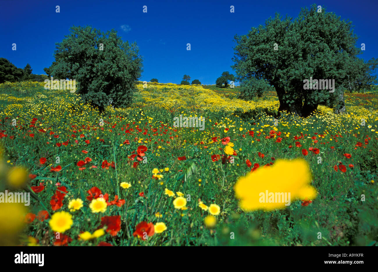 Spring meadow in bloom, western slopes of the Pollino mountains ...