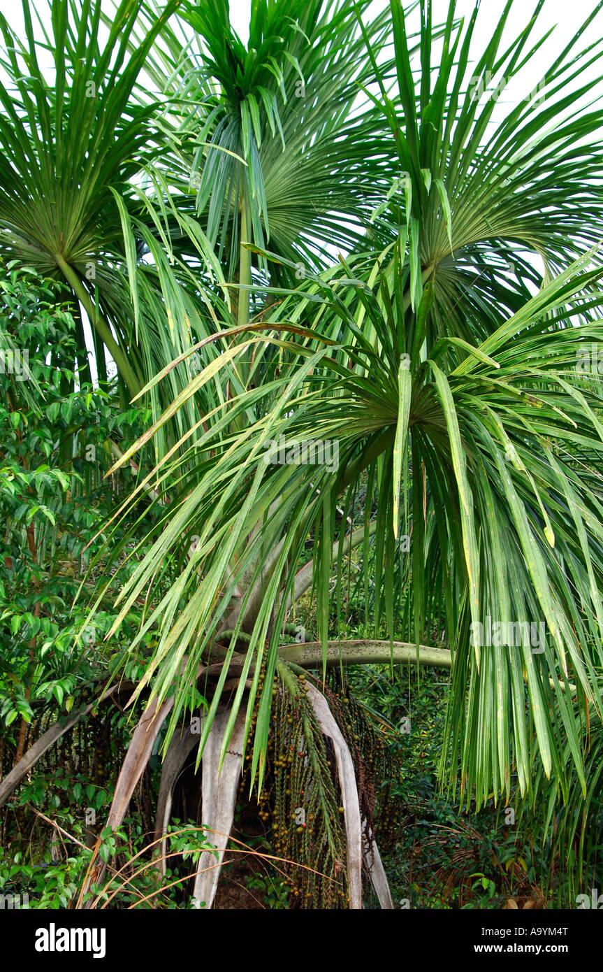 Moriche Palm, Mauritia flexuosa, Amazon river basin, Brazil Stock Photo