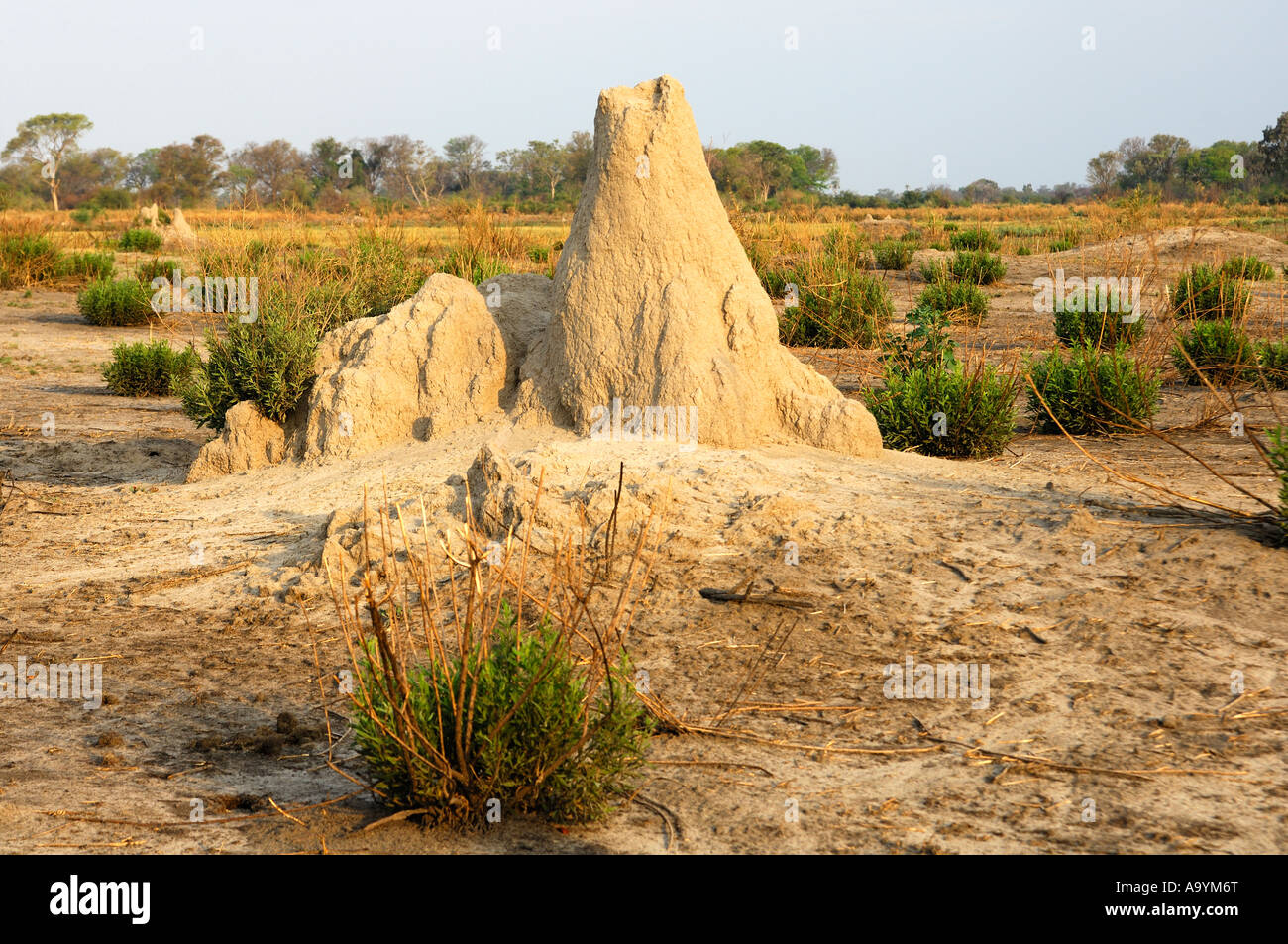 Termite mound, Okavango region, Botswana Stock Photo
