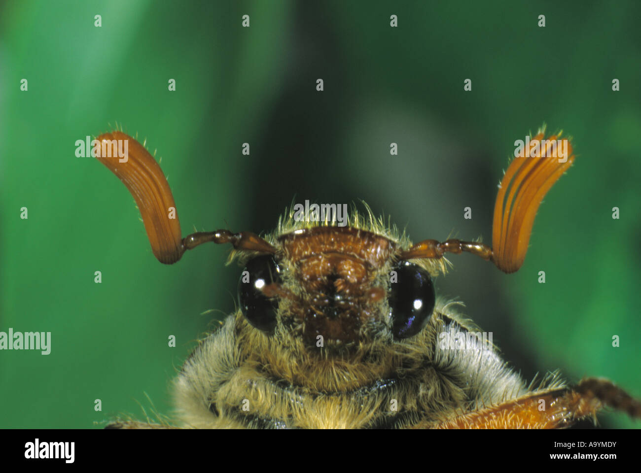 Cockchafer (Melontha melontha) order Coleoptera, Stock Photo