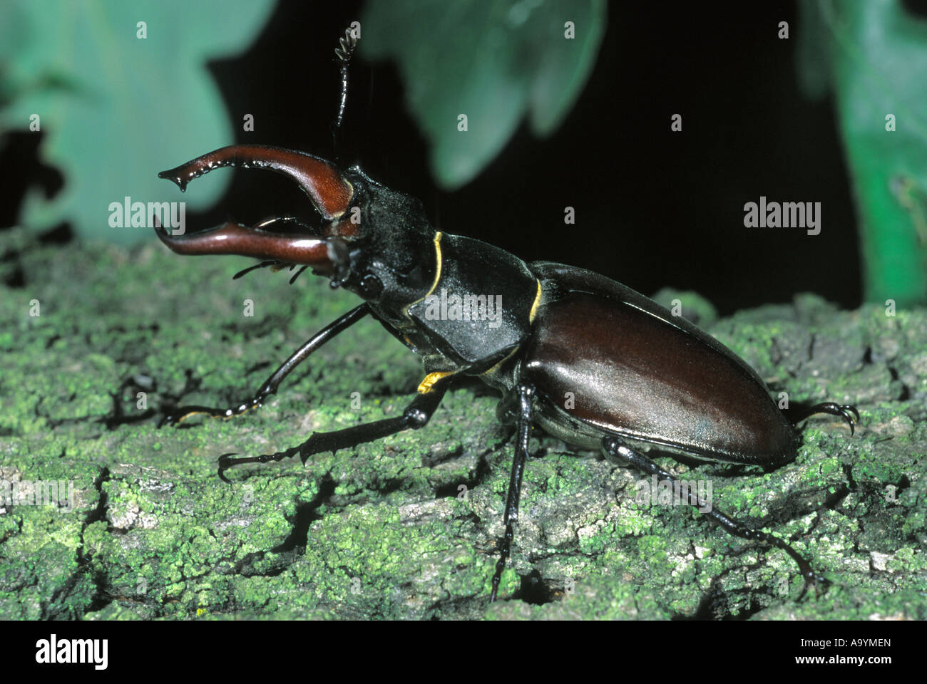 Stag beetle (Lucanus cervus) order Coleoptera Stock Photo