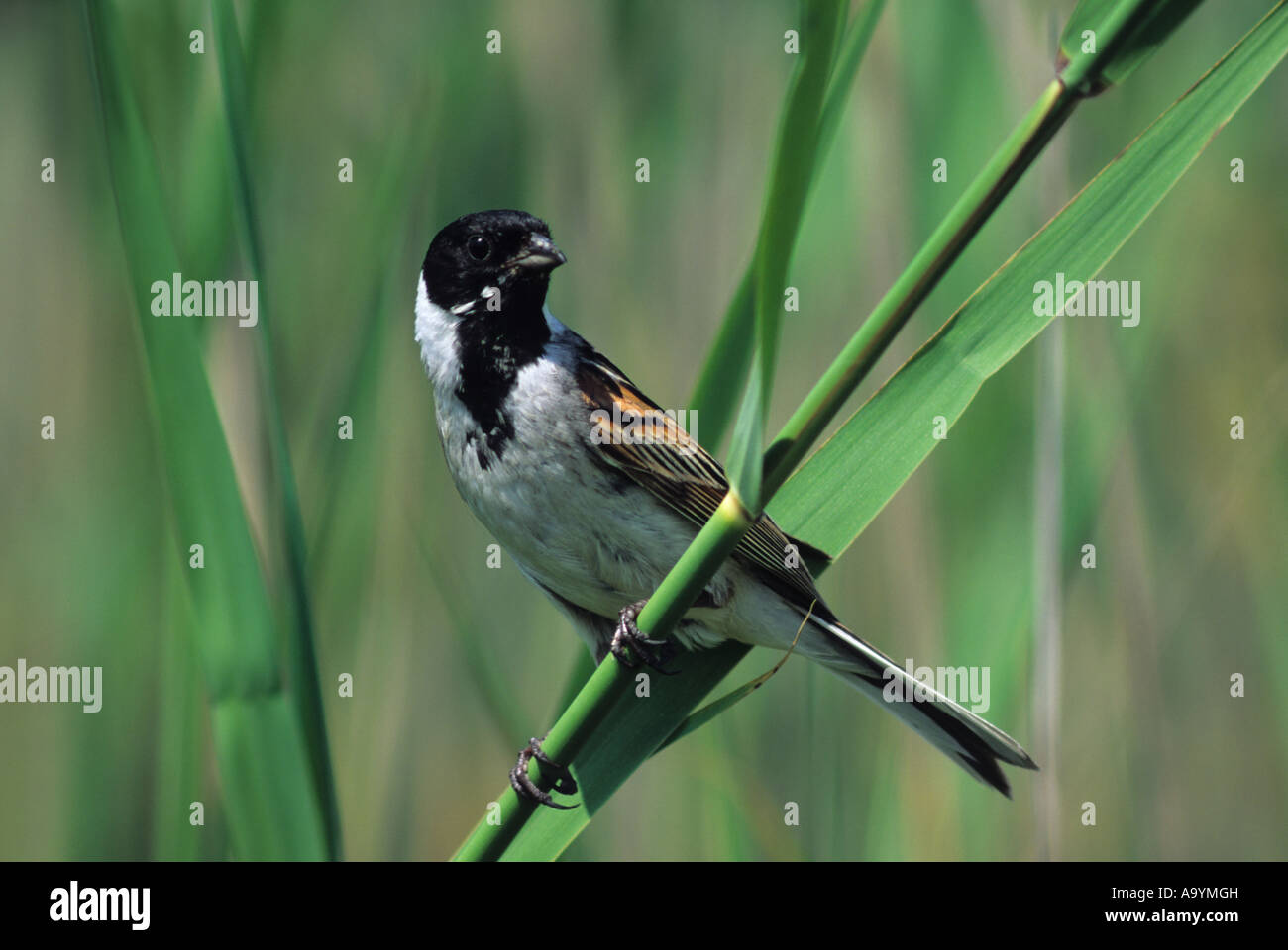 Reed Bunting (Emberiza schoeniclus) in reed Stock Photo