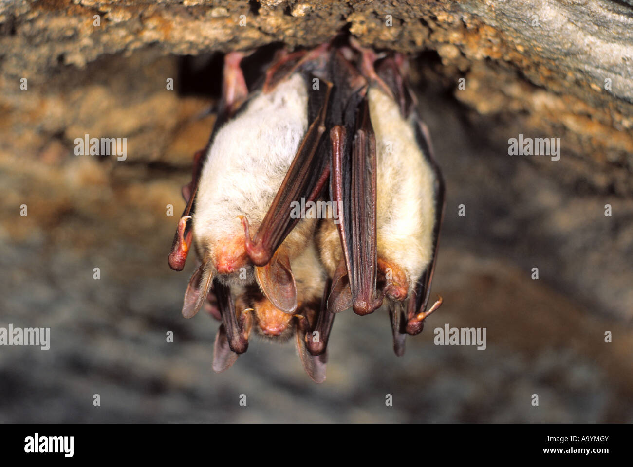 Greater Mouse-eared Bat (Myotis myotis) , hibernating in a cave Stock Photo