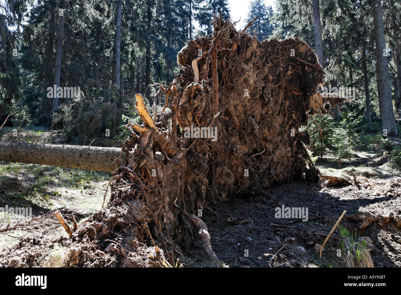Uprooted fir, Bayerischer Wald National park, Bavarian Forest, Lower Bavaria, Germany Stock Photo